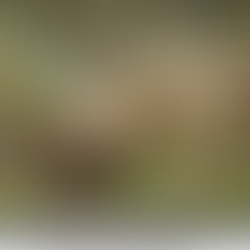 ACT's Nature Corner: How to Tell a Muskrat From a Beaver