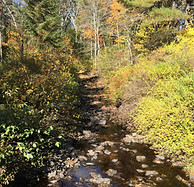 Cluff Preserve creek