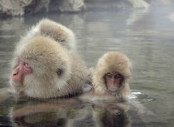 外国人観光客集客/スノーモンキー