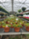 Potted garden plant varieties in a greenhouse.