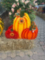 Decorative garden plant varieties shaped like pumpkins