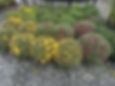 Yellow and purple garden plant varieties in a nursery.