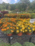 Flowering shrubs at Glenn Pond Nursery in Wayne