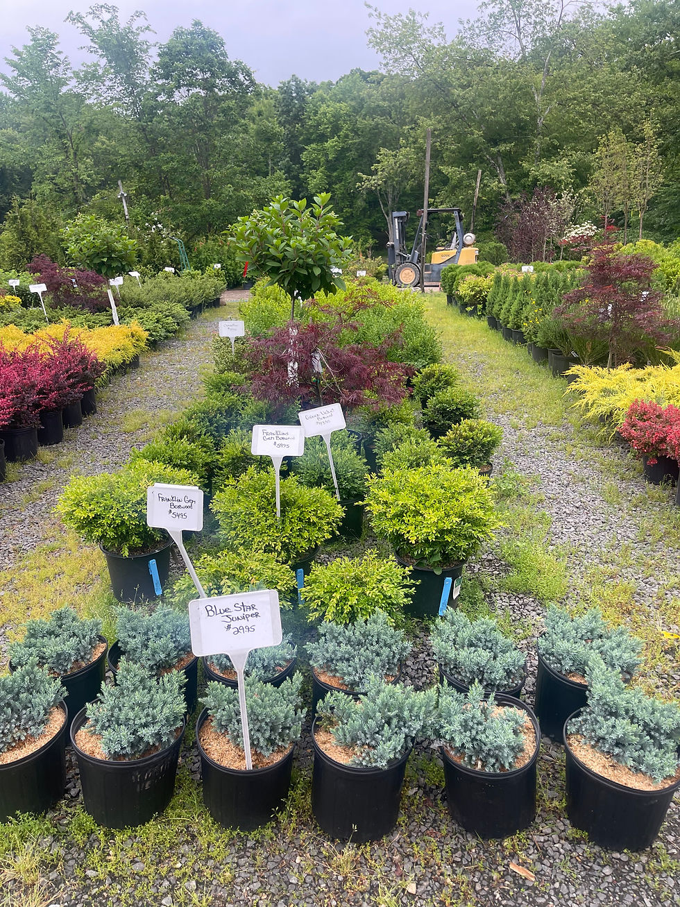 Boxwoods, blue star junipers and Japanese maple at Glenn Pond Nursery in Wayne