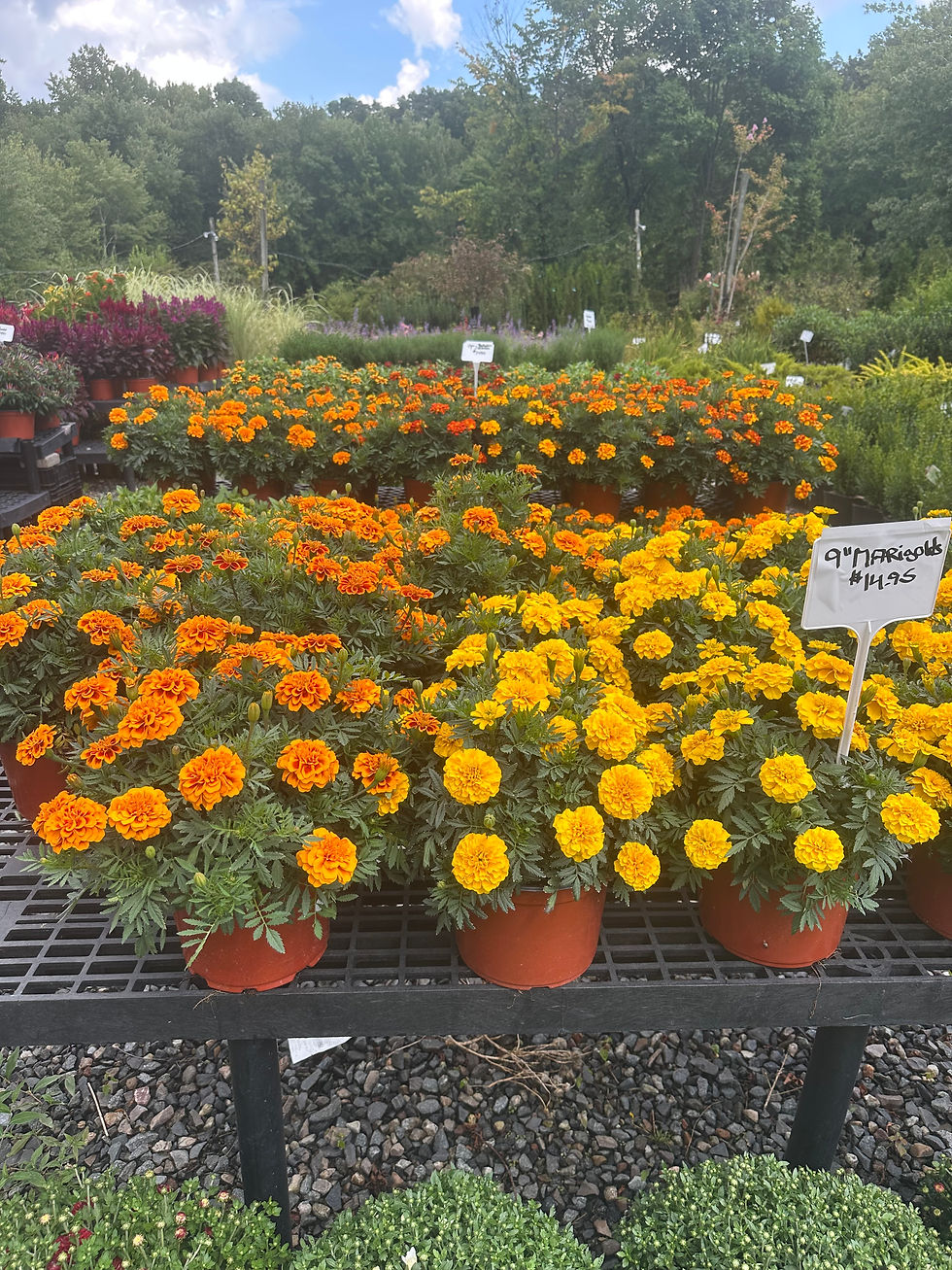 Deer-resistant plants at Glenn Pond Nursery