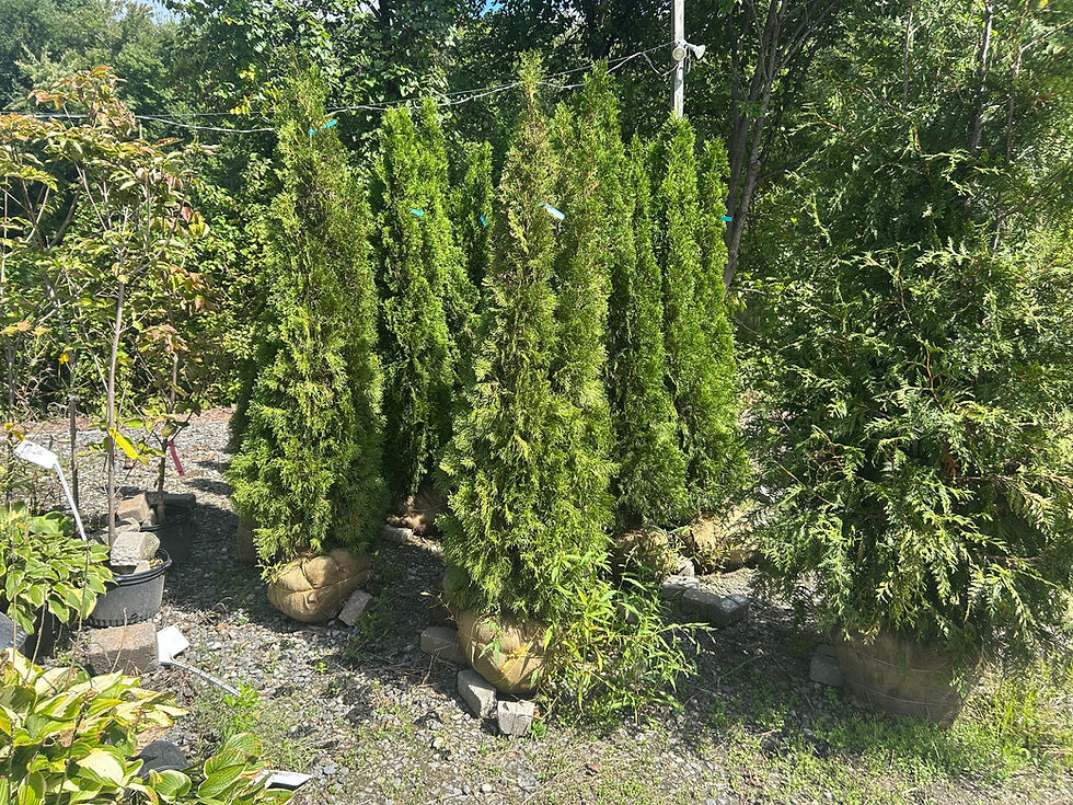 Shrub Tree.jpeg
