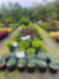 Rows of various garden plant varieties in a nursery.