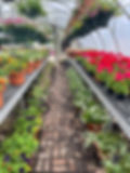 Rows of garden plant varieties in a greenhouse