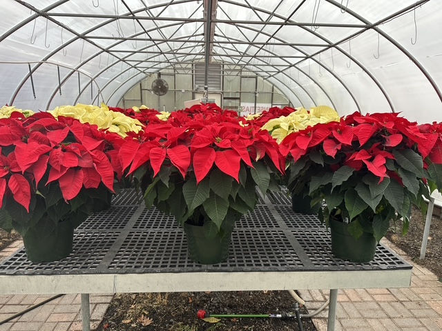 Red and yellow poinsettias in a greenhouse nursery.