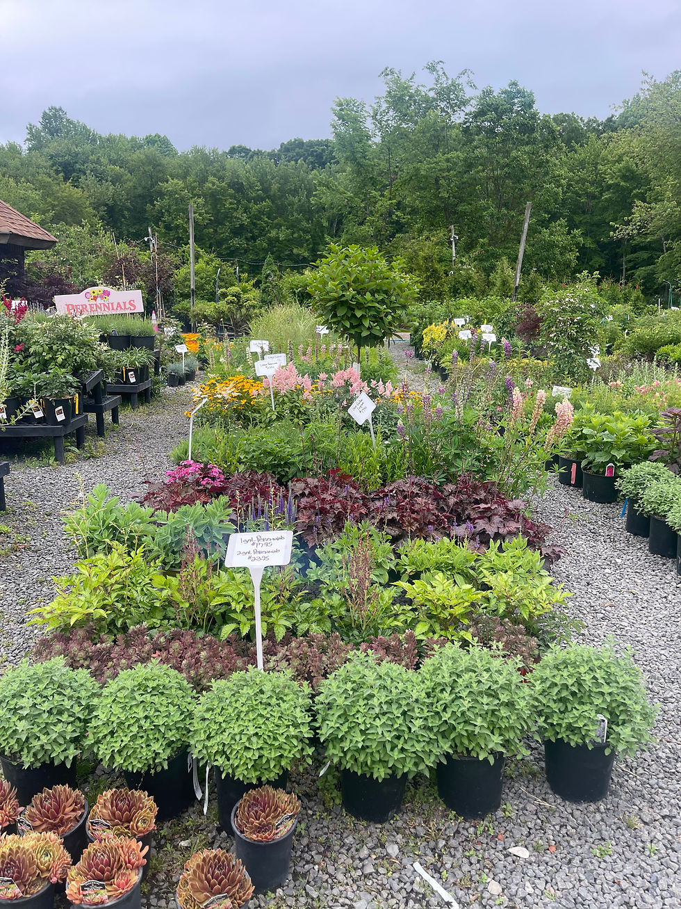 Shrub or tree at Glenn Pond Nursery