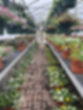 Flowering shrubs at Glenn Pond Nursery in Wayne