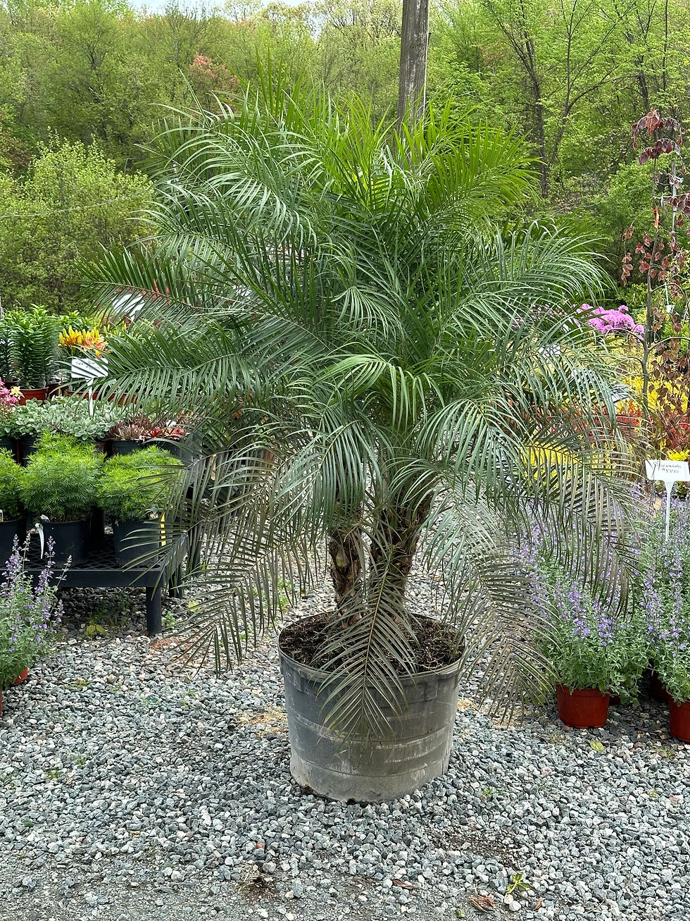Potted palm among diverse garden plant varieties.
