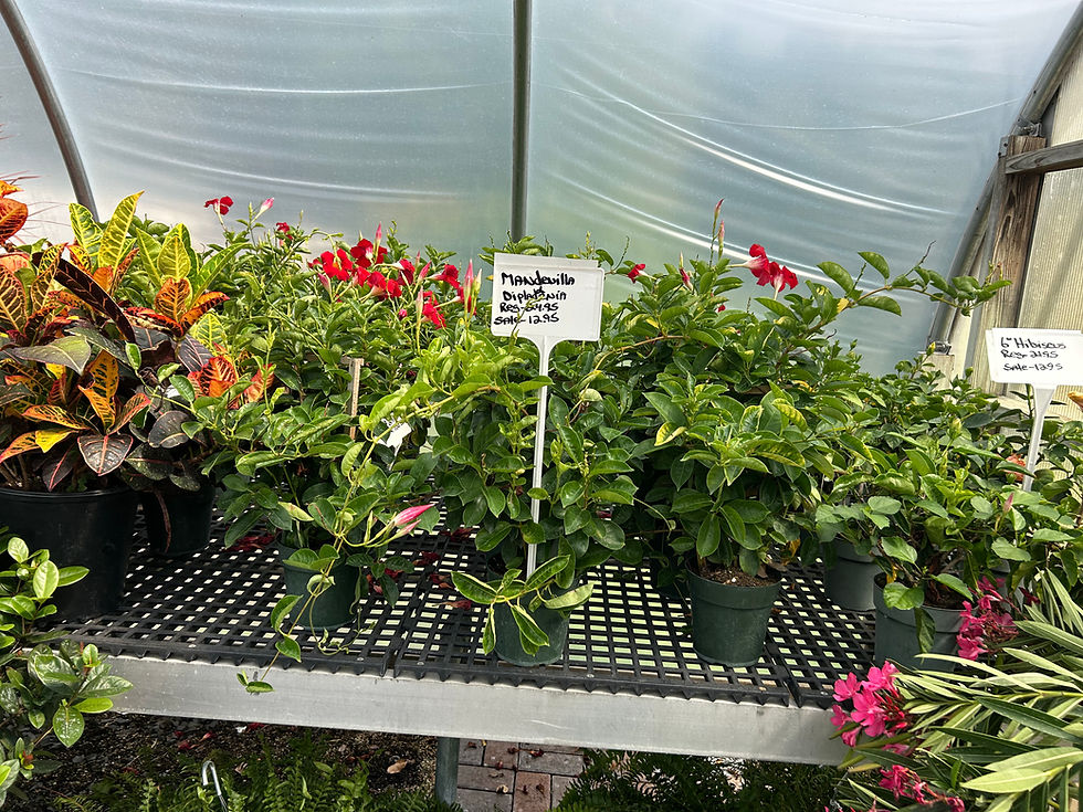 Potted Mandevilla plants with red flowers in a greenhouse