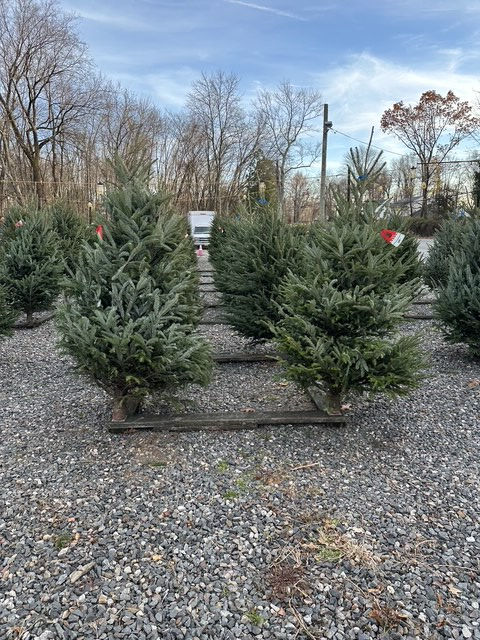 Rows of Christmas trees and wreaths at an outdoor lot