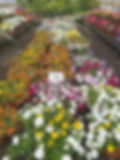 Flowering shrubs at Glenn Pond Nursery in Wayne
