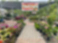 Garden plant varieties and vegetable plants at a nursery.