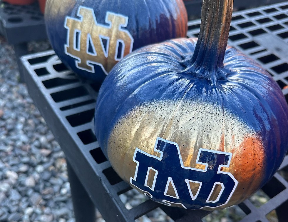 Pumpkins painted with Notre Dame logo in a garden setting.