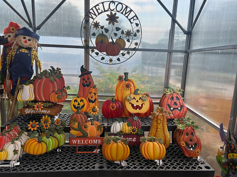 Fall pumpkin decor and garden plant varieties in greenhouse