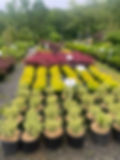 Rows of various garden plant varieties in a nursery.