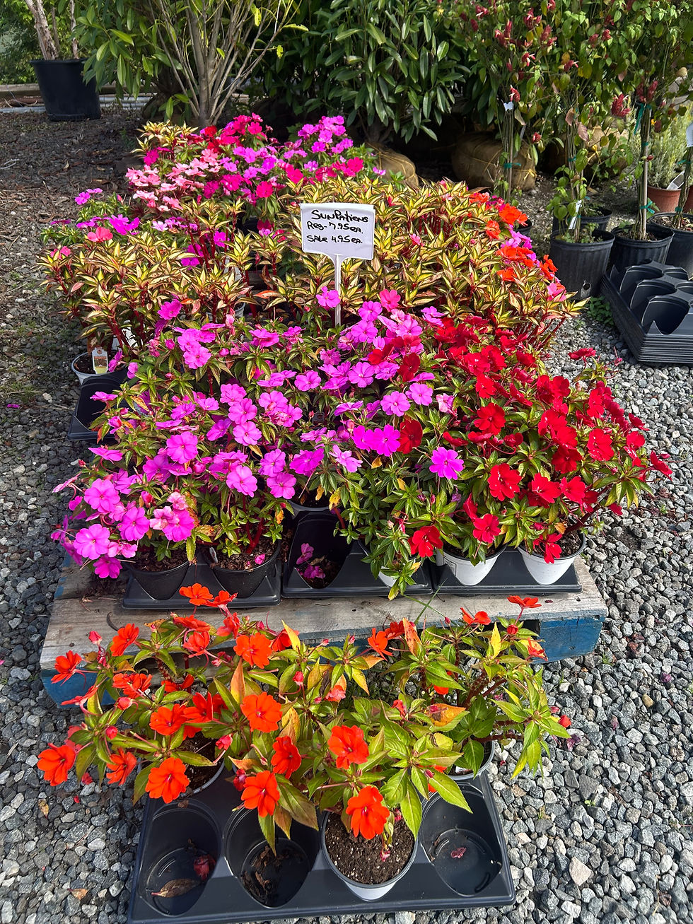 Garden plant varieties including colorful impatiens in pots