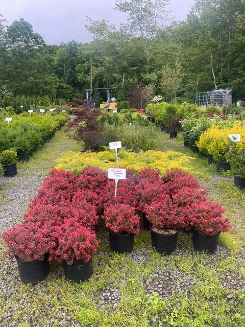 Rows of various garden plant varieties in a nursery.