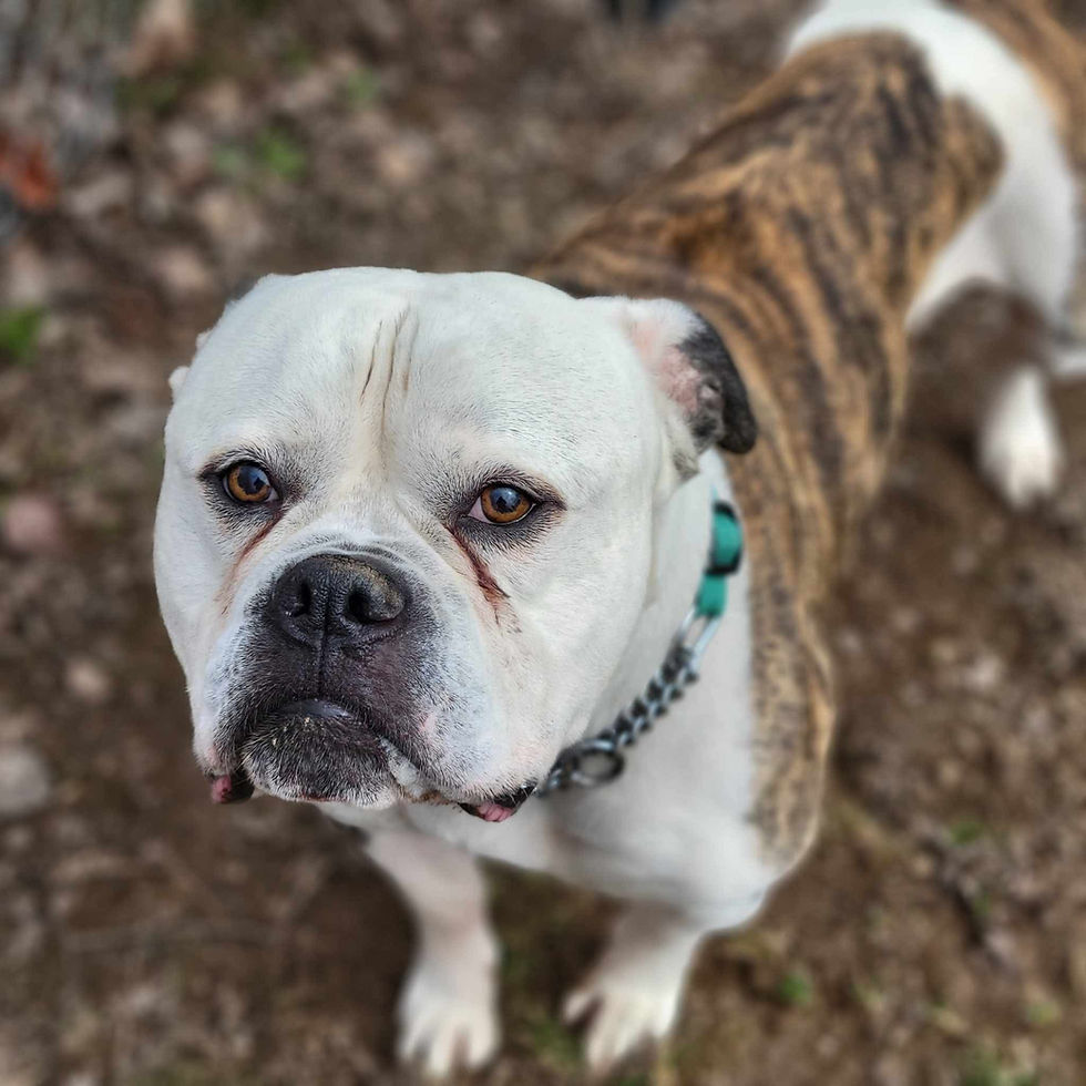 Star Wars Trivia for Jabba the Dog!