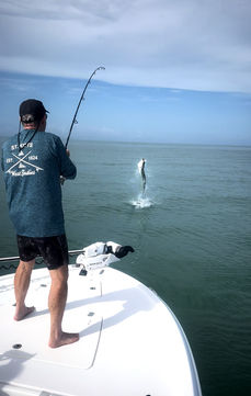 snook caught on st pete fishing charter