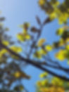 Spring buds Highdown