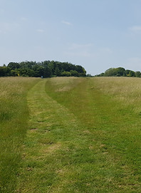 Path cut through the grass