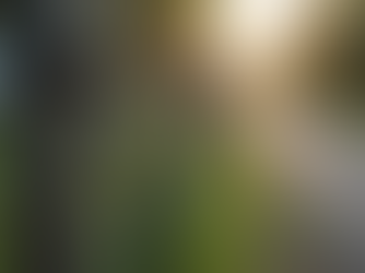 Know Your Rights Under Florida Dog Bite Law