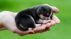 photo of a tiny puppy in a hand
