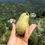 Thumbnail: Organic Pears