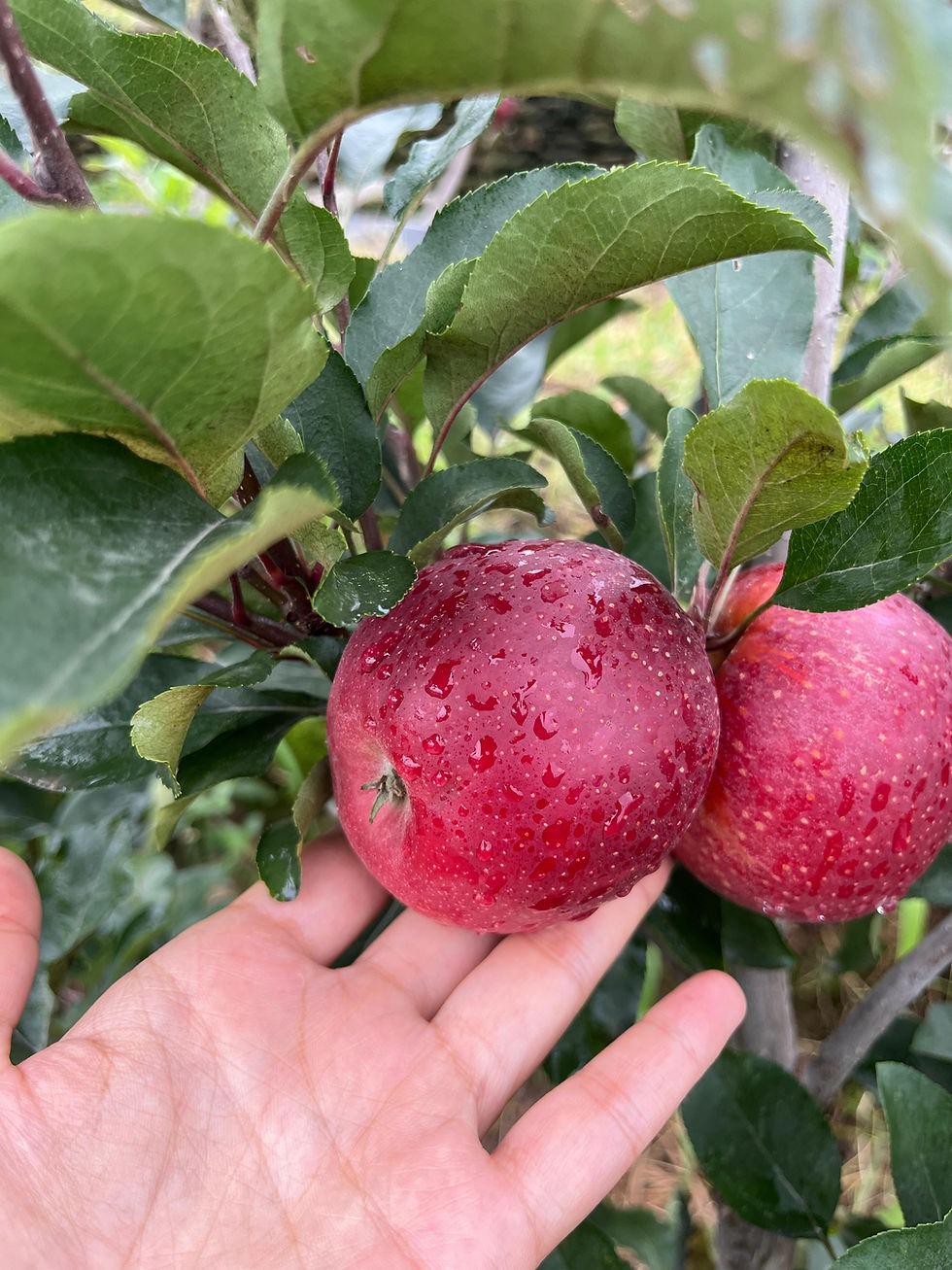 Thumbnail: Gala Delicious