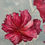 Thumbnail: Bloom