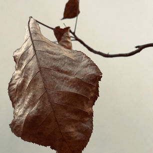 IMG_0521.jpeg