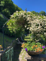 Shaded walkway_flowers.jpeg