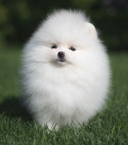 Grand - Teacup Pomeranian boy