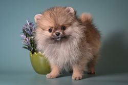 The smallest Pom girl in the world