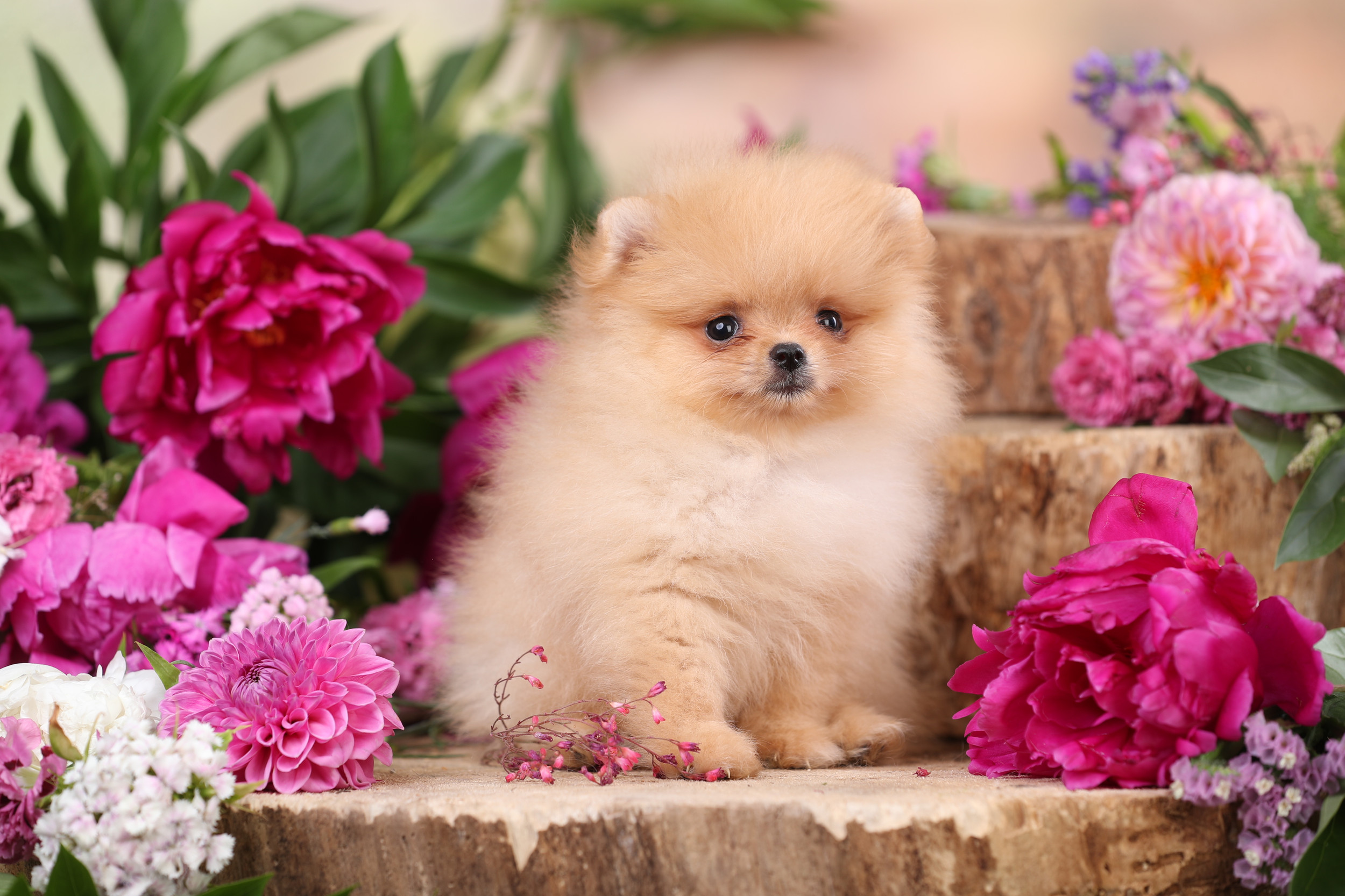 Rare Pomeranian Puppies for Sale Buy Exclusive Pom Puppy in London