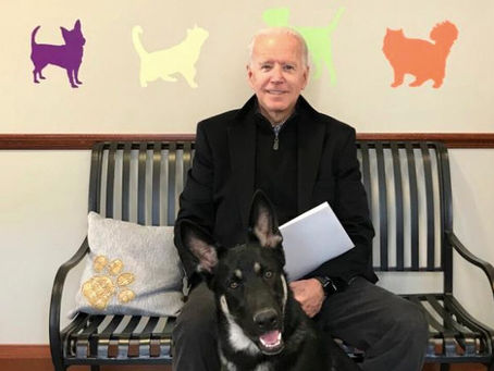 President Joe Biden’s dog ’Major’ first rescue adopted from a shelter to live in the White House
