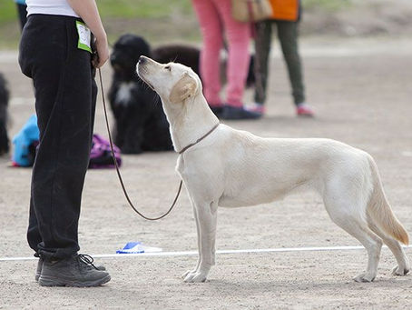 Train your dog to look at you