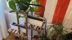 On starting a garden in your apartment