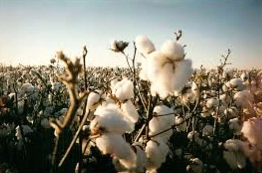 オーガニックコットンのからくり