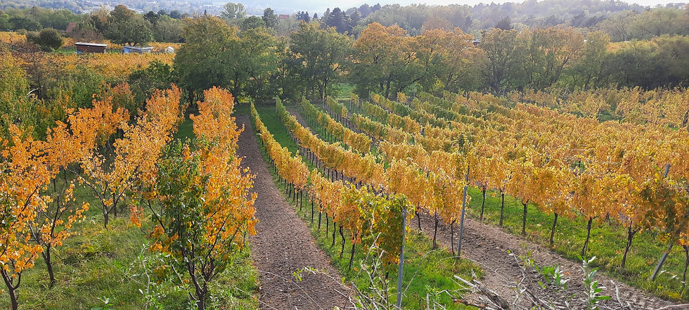 Tour "Wiener Stammersdorf"