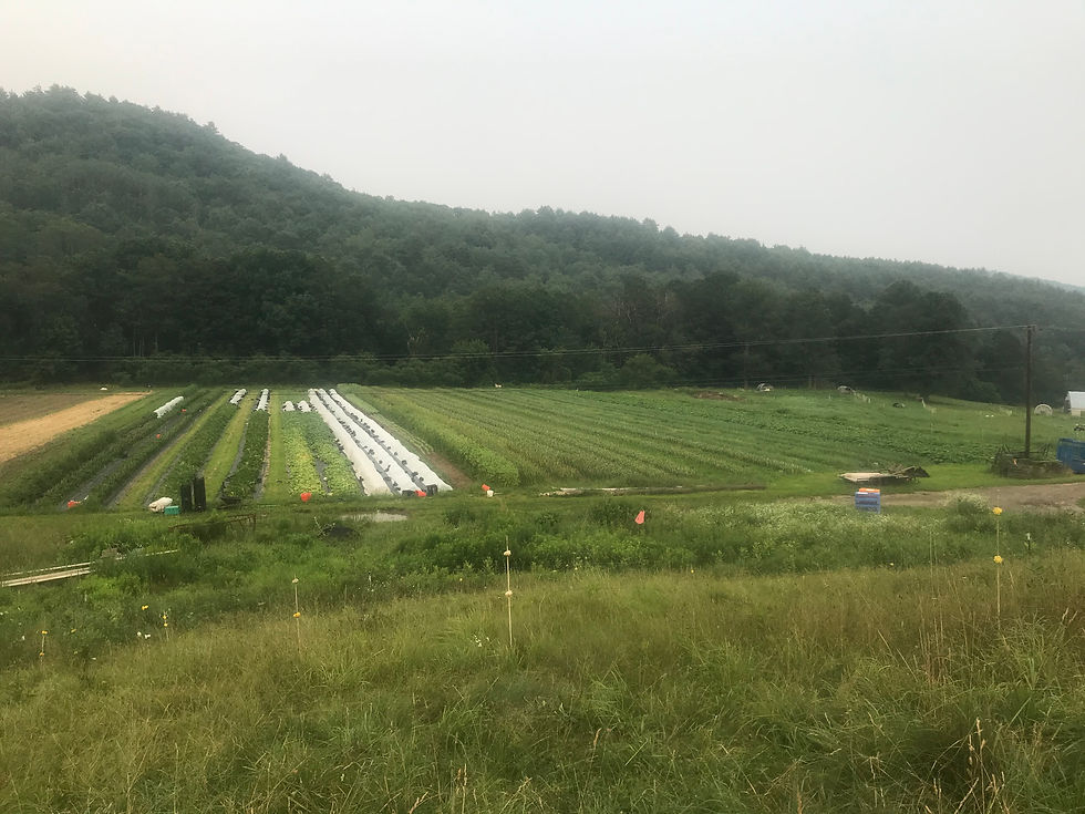 Main Field from hill.JPG