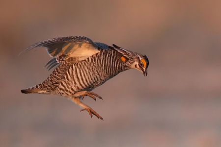 prairie chicken in kearney nebraska