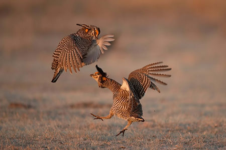 prairie chicken birding in kearney nebraska