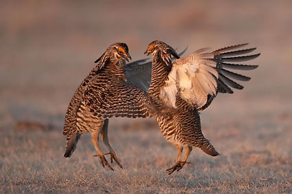 prairie chicken tours in kearney nebraska