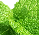 menthe.webp