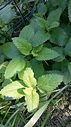 Phytologie